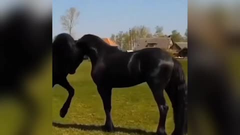 Horse black