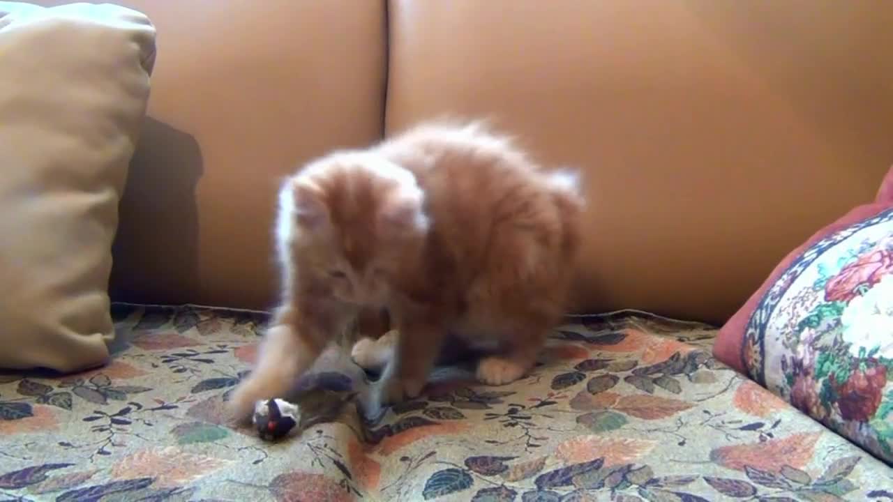 Little cat playing with toy rat