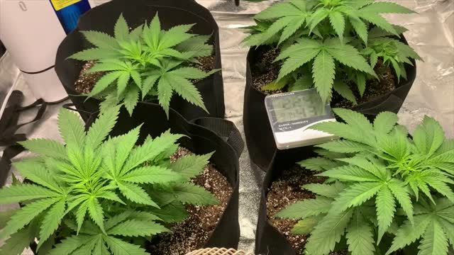 Starting Week 4 of Super Skunk