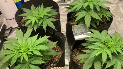 Starting Week 4 of Super Skunk