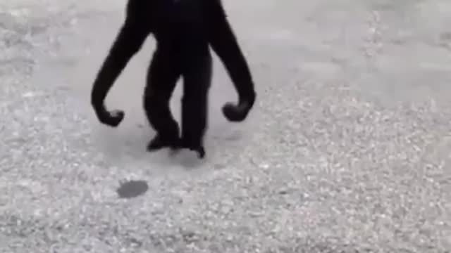 Monkey Attacks