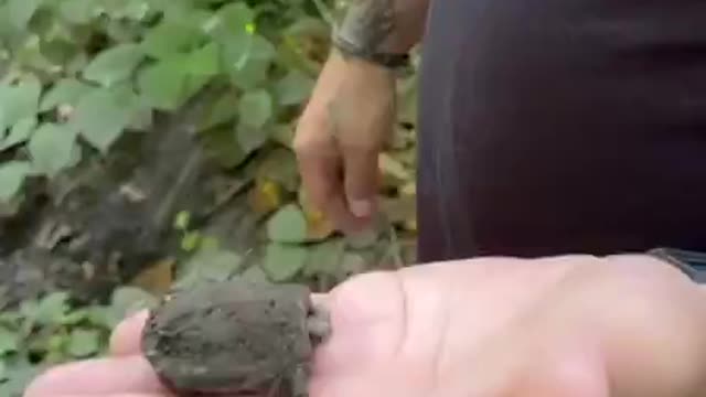 Baby snapping turtle