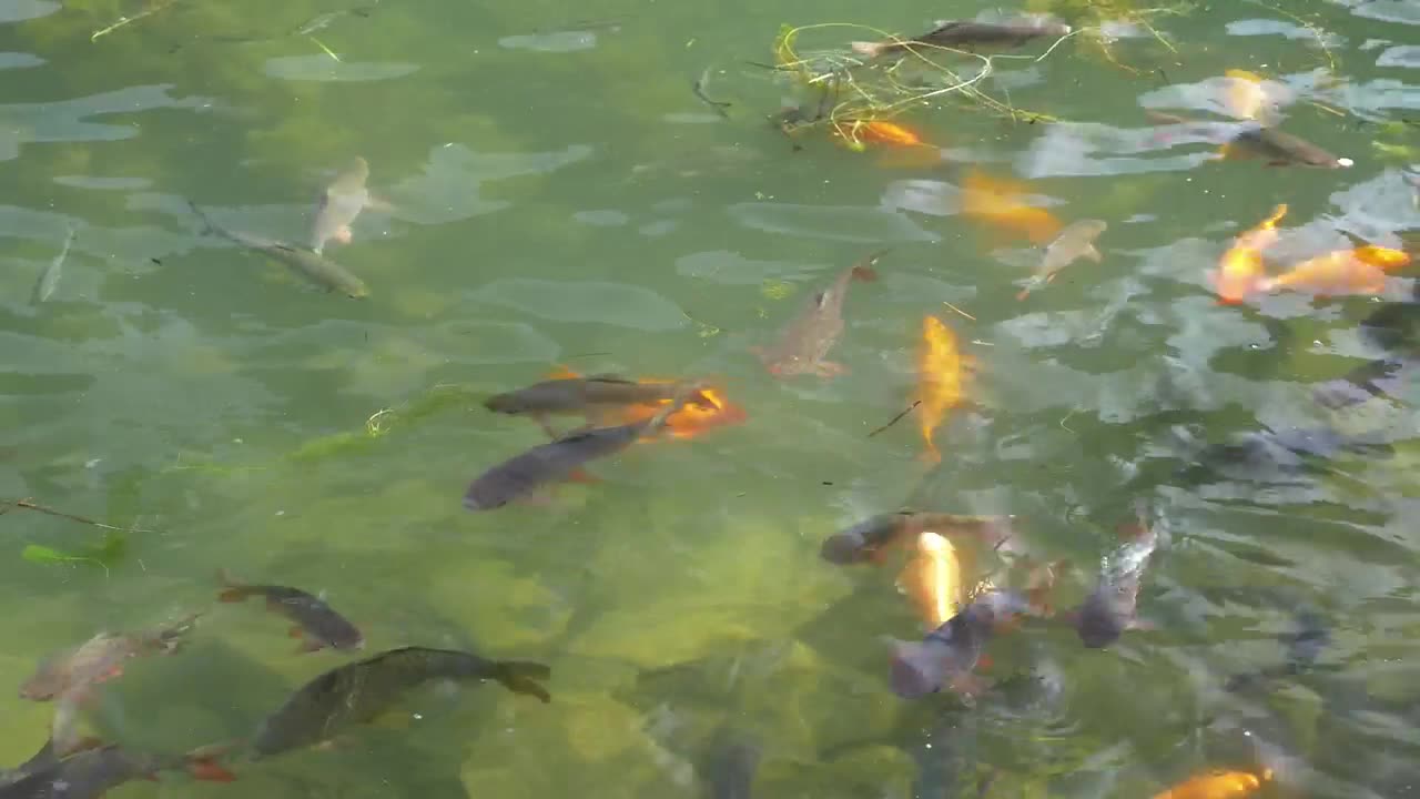 Carp in a large pond