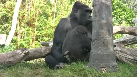 Gorillas just being themselves