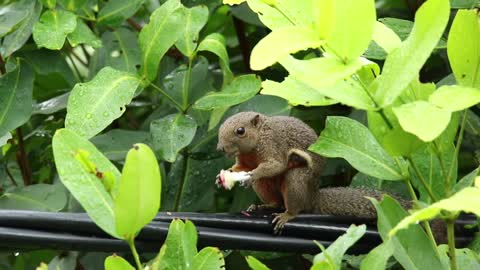 Squirrel eating on a fence