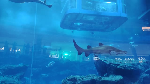 Dubai Aquarium