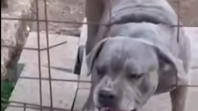 This dog scares me