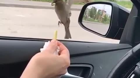 Feeding beautiful birds 😍