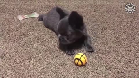 Try Not to Laugh challenge animals 😃😃✔✔😂😂🤣🤣👍👍😊❤😍😍