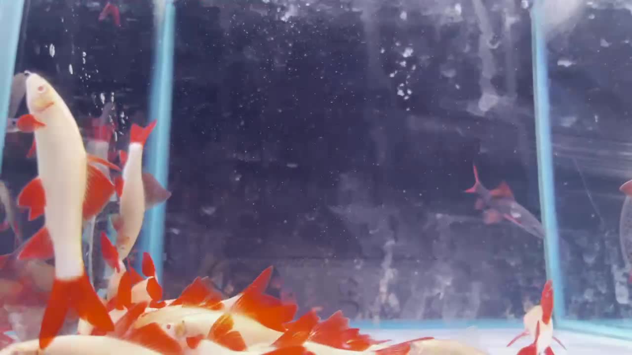 Red carp is slim and slightly fat