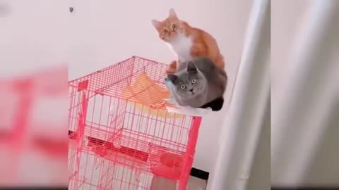 Best charming and interesting felines video and dance 2021