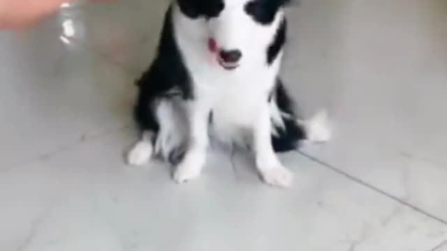 OMG So Cute ♥ Funny Cats and Dogs 2021