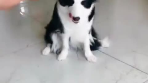 OMG So Cute ♥ Funny Cats and Dogs 2021