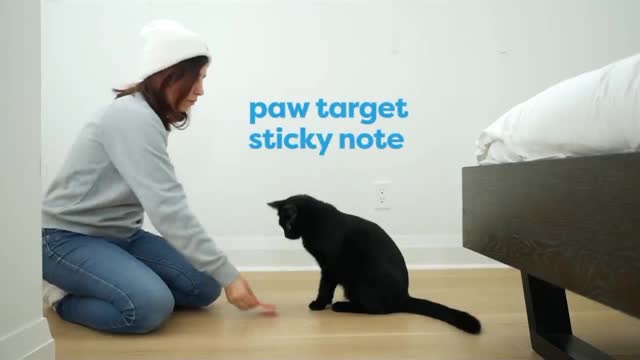 Cat training /cat teaching/cat prenk vedio/cat training shorts