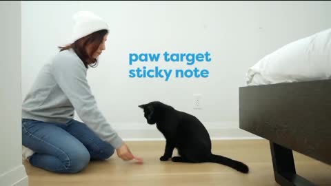 Cat training /cat teaching/cat prenk vedio/cat training shorts