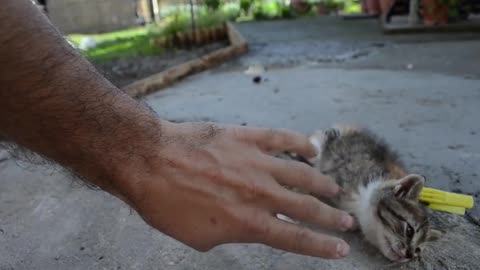 How to deactivate a Cat sometimes little kittens with a few simple tricks