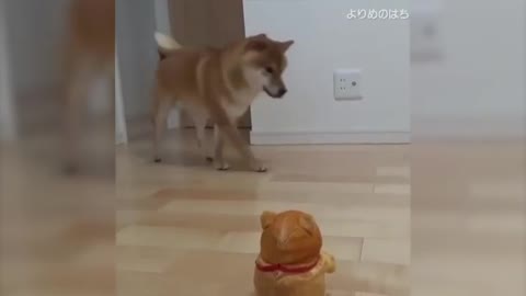 Enjoy new funniest and cute videos