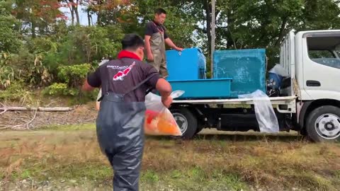 UMBO KOI! Shintaro Jumbo Koi Pond Harvest