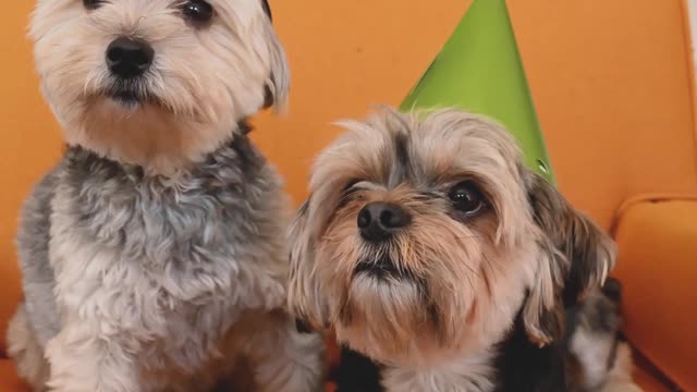 Two dogs celebrate Christmas