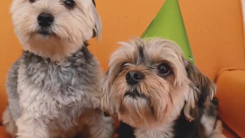 Two dogs celebrate Christmas