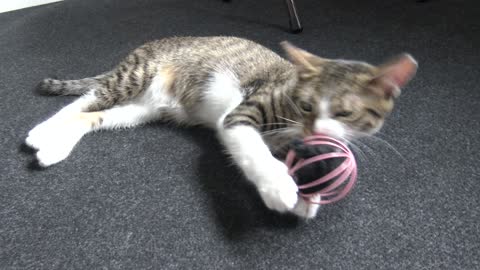 Cute Little Cat Plays With a Toy Mouse