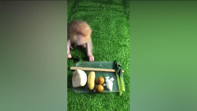 monkey comedy