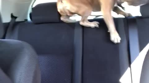 Dog climbing on top of car seat