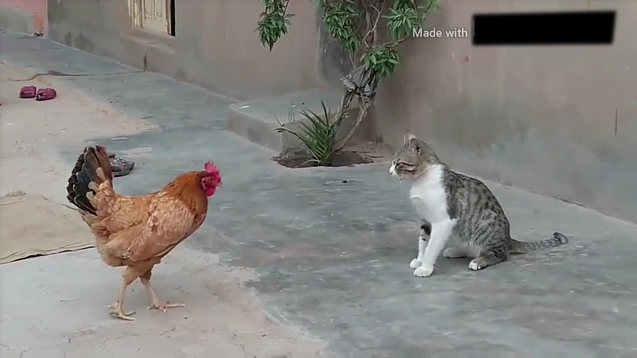 Hen attack on the cat