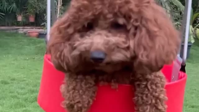 She is Rhyme.Funniest & Cutest Puppies - Funny Puppy Videos 2022 #puppy #cat #Dog #Rhyme