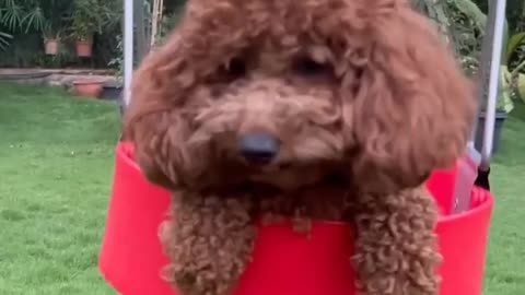 She is Rhyme.Funniest & Cutest Puppies - Funny Puppy Videos 2022 #puppy #cat #Dog #Rhyme