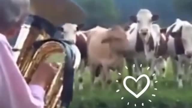 Cow love jazz music l sweet cow