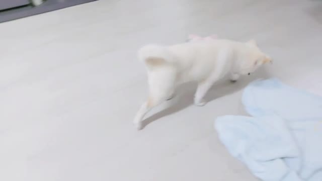 What made the dog so excited?