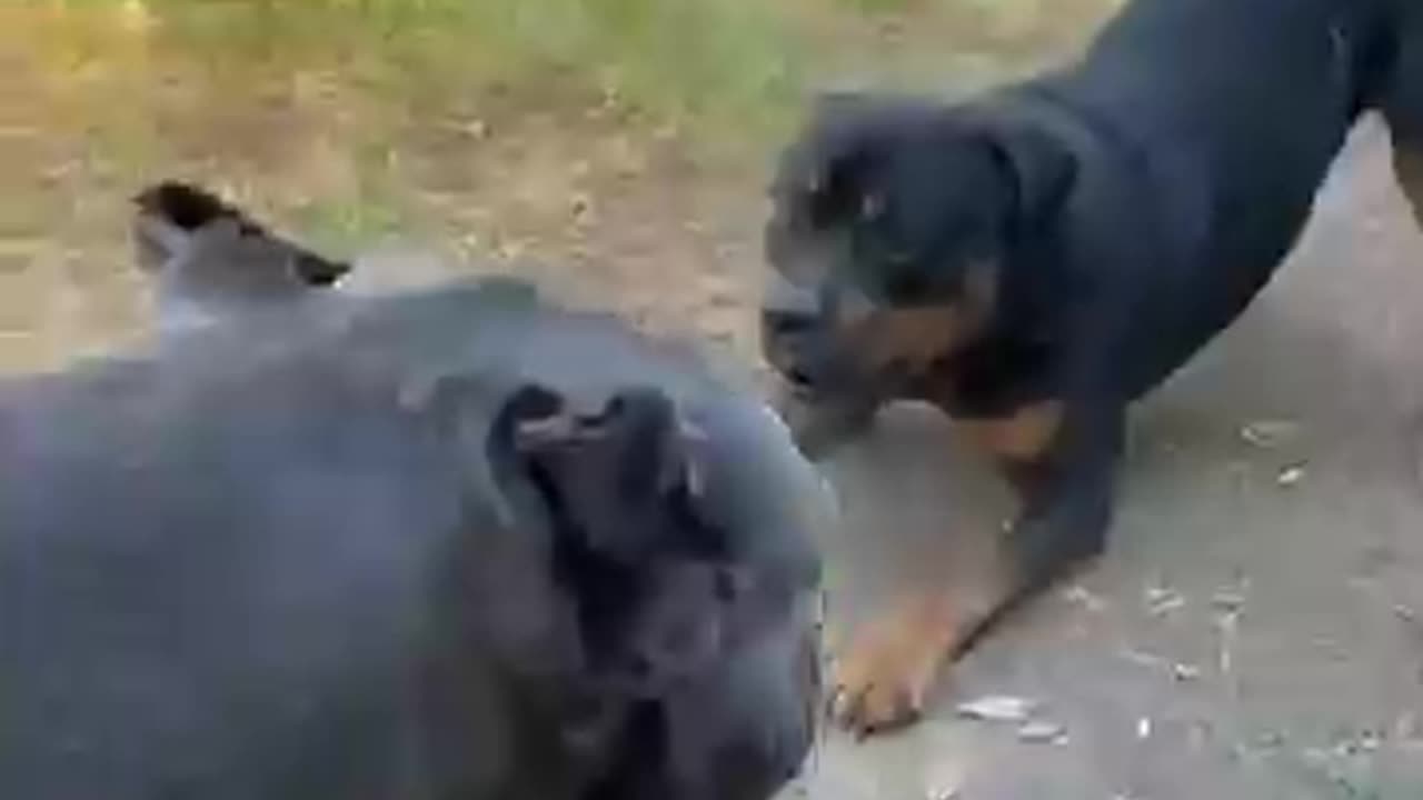 Cane Corso VS Rottweiler