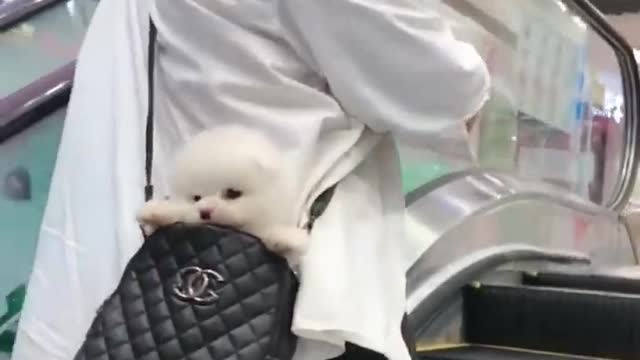 How to approach a puppy?