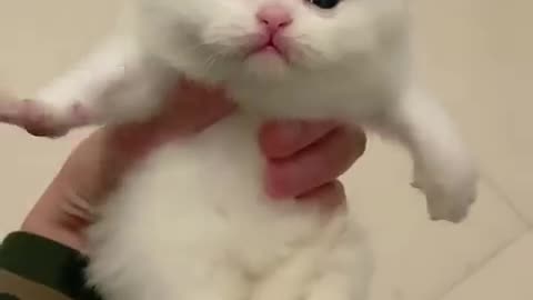 Download Boom, Scared me! #exlittlebeans #funny_cats #cat #funny_videos +FOLLOW