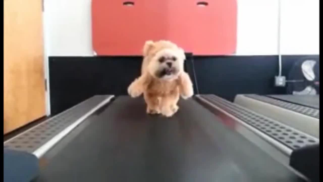 Adorable dogs training videos