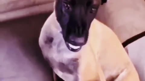 Pet funny video