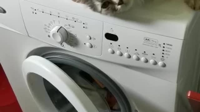 This cat found the BEST place to sleep! Check this out! :D