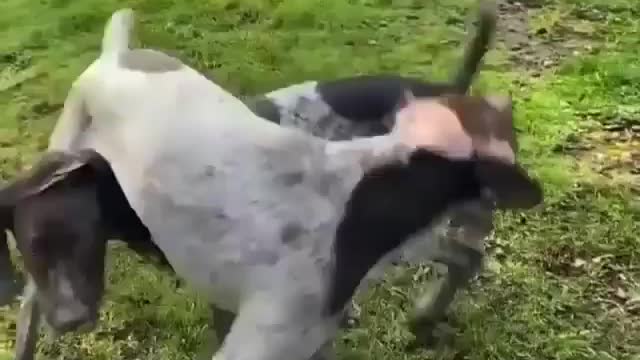 We don't need toys. We just play rodeo.