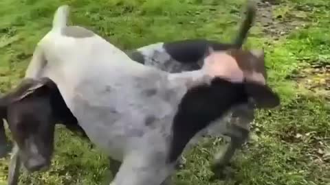 We don't need toys. We just play rodeo.