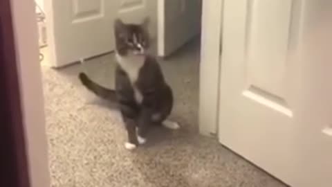 try not to laugh