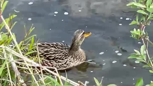 귀여운 물 위의 오리