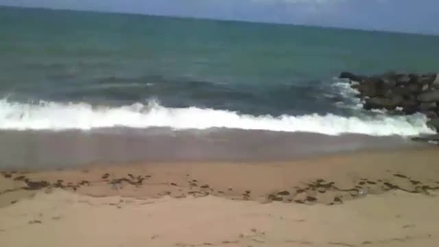 Gravando o mar na areia da praia, as ondas vem e vão a todo momento [Nature & Animals]