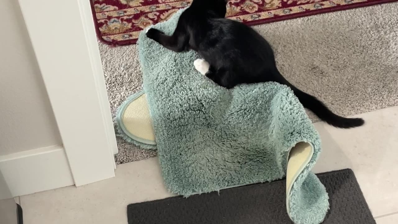 Kitten v. Rug