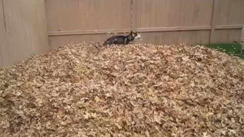 Husky playing in leaves