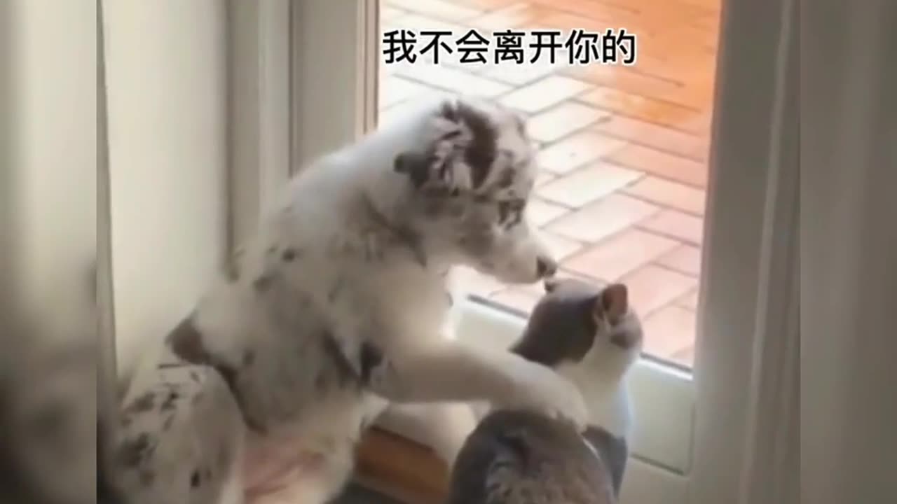 Funny animal videos| viral pets #3 | Watch, laugh and relax