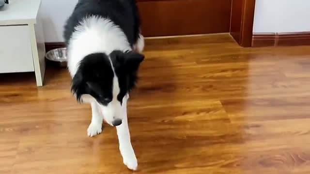 The trained dog can talk to the owner through instructions
