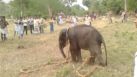 elephant baby