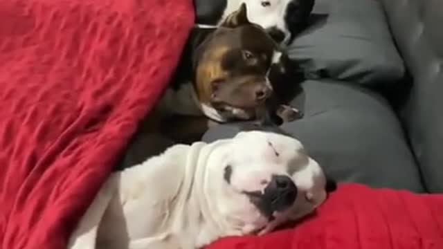 Cute dogs video