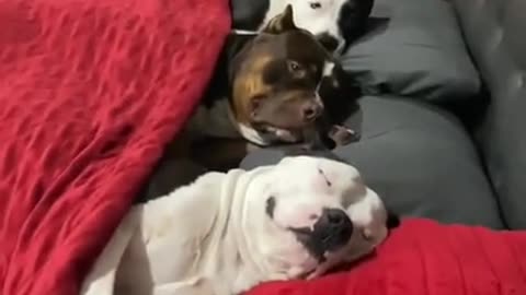 Cute dogs video